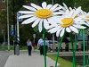 Totalansicht Madeliefen am Ufer und im Wasser